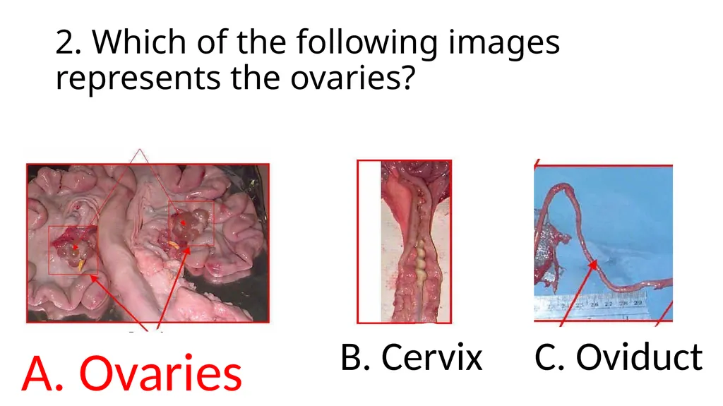 2023 Swine Reproductive Anatomy National Junior - slide 26 of 33