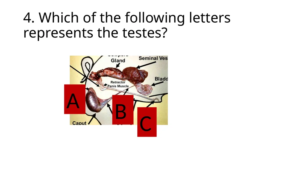 2023 Swine Reproductive Anatomy National Junior - slide 29 of 33