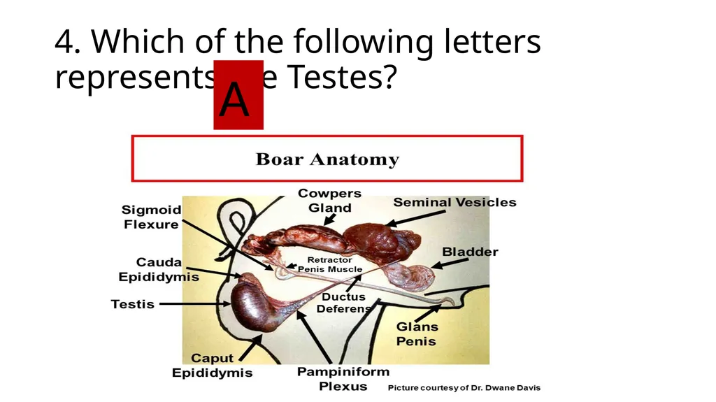 2023 Swine Reproductive Anatomy National Junior - slide 30 of 33