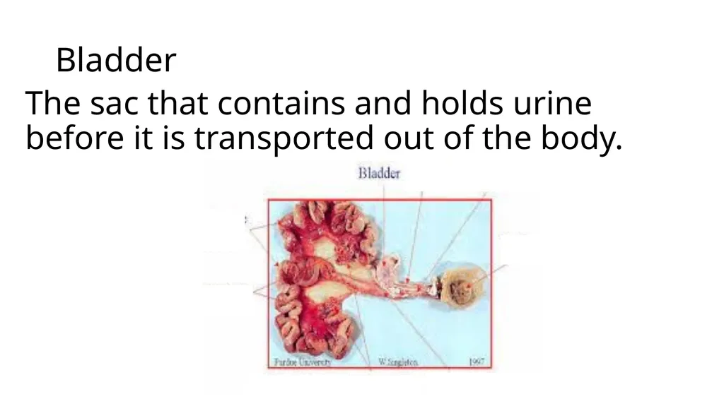 2023 Swine Reproductive Anatomy National Junior - slide 13 of 33