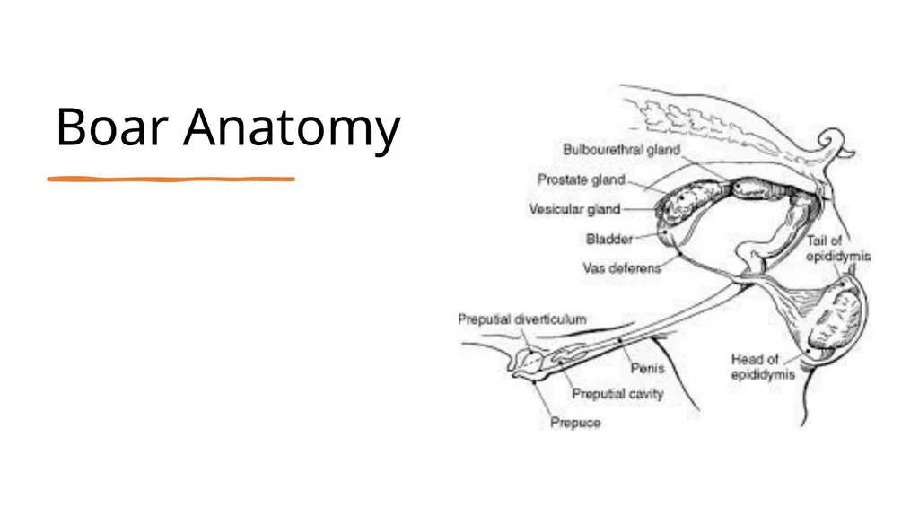 2023 Swine Reproductive Anatomy National Junior - slide 14 of 33