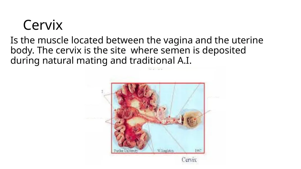 2023 Swine Reproductive Anatomy National Junior - slide 9 of 33