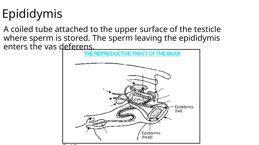 2023 Swine Reproductive Anatomy National Junior - slide 15 of 33