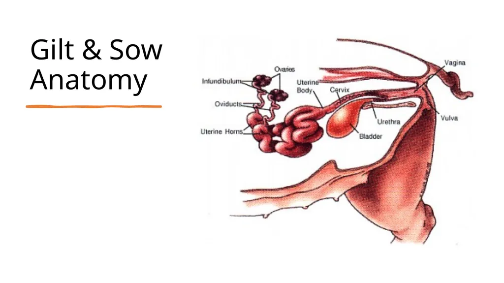 2023 Swine Reproductive Anatomy National Junior - slide 5 of 33