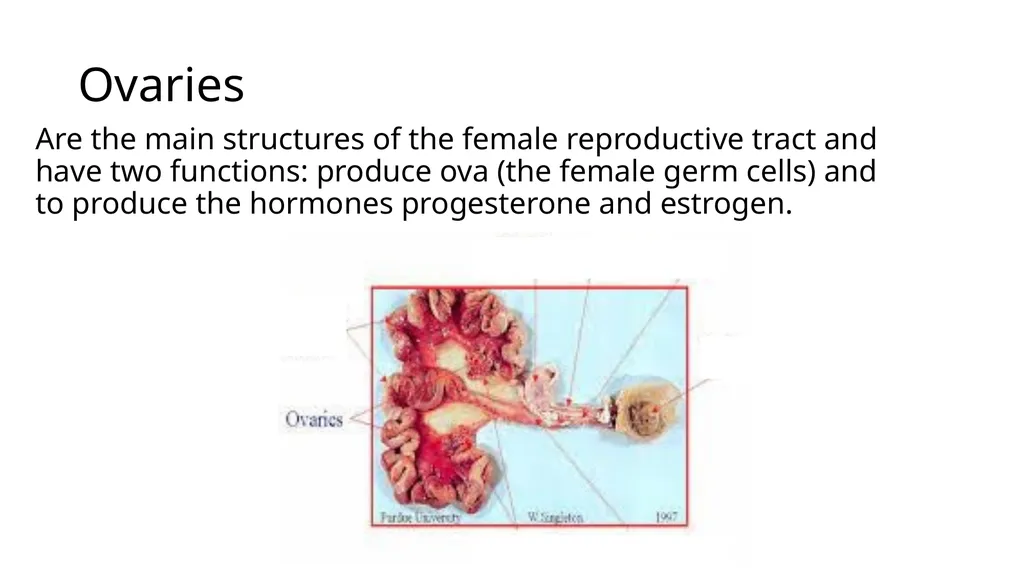 2023 Swine Reproductive Anatomy National Junior - slide 7 of 33