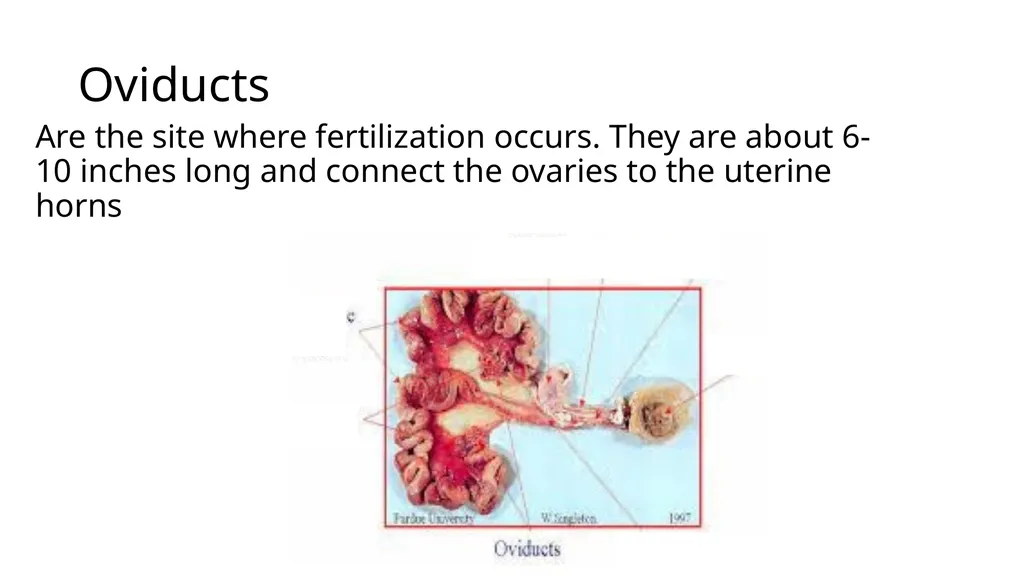 2023 Swine Reproductive Anatomy National Junior - slide 8 of 33