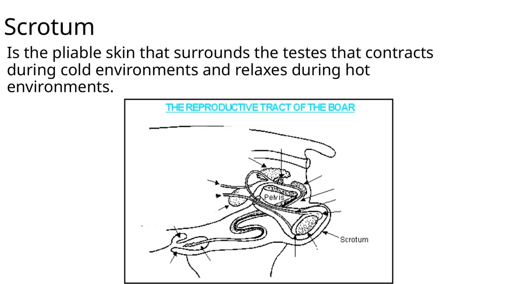 2023 Swine Reproductive Anatomy National Junior - slide 16 of 33