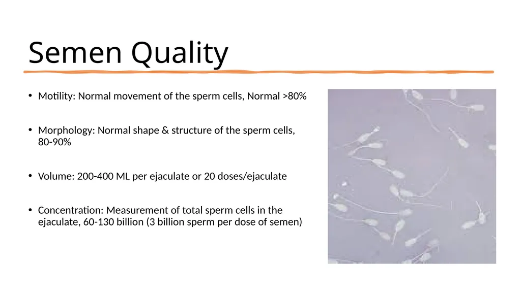 2023 Swine Reproductive Anatomy National Junior - slide 21 of 33