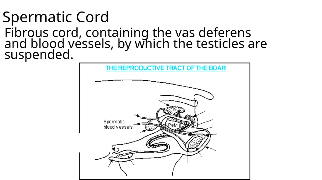 2023 Swine Reproductive Anatomy National Junior - slide 18 of 33