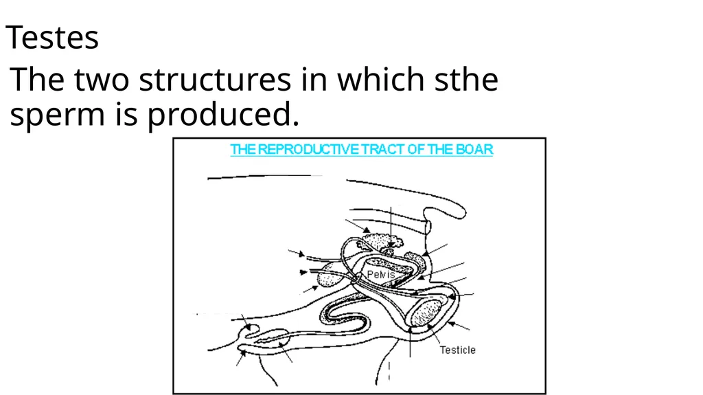 2023 Swine Reproductive Anatomy National Junior - slide 17 of 33