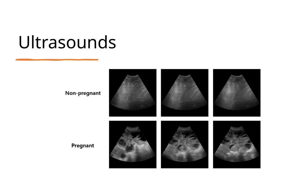 2023 Swine Reproductive Anatomy National Junior - slide 20 of 33