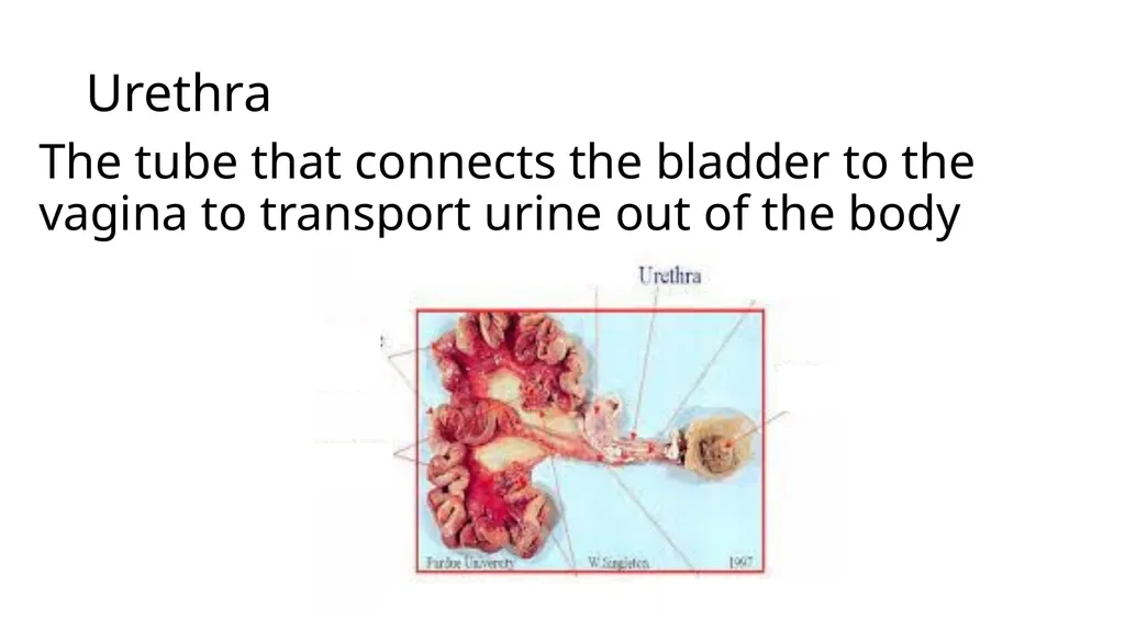 2023 Swine Reproductive Anatomy National Junior - slide 12 of 33