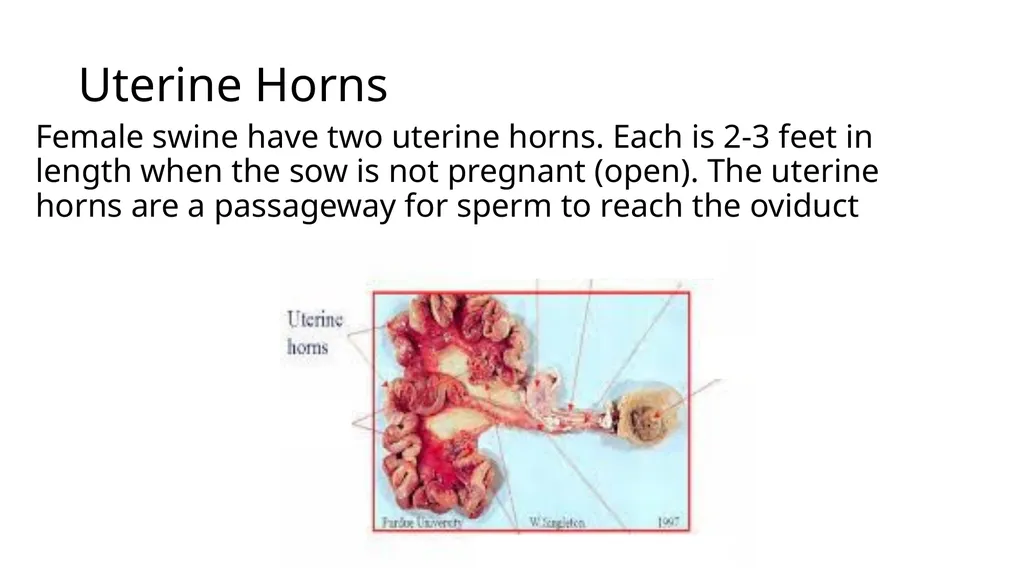 2023 Swine Reproductive Anatomy National Junior - slide 6 of 33