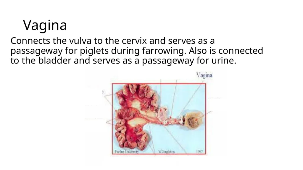 2023 Swine Reproductive Anatomy National Junior - slide 11 of 33