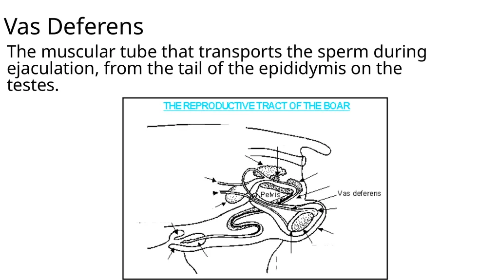 2023 Swine Reproductive Anatomy National Junior - slide 19 of 33