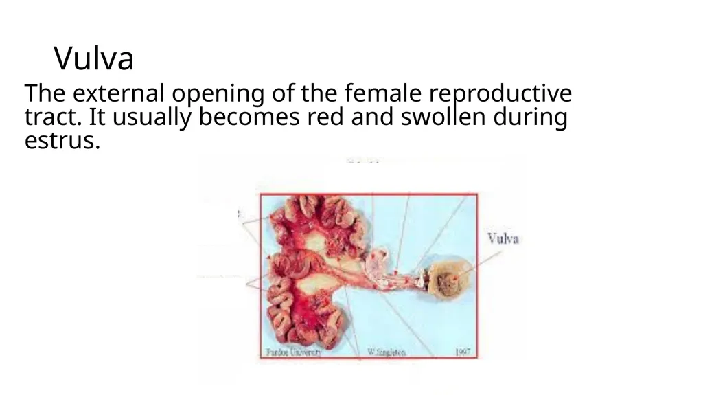 2023 Swine Reproductive Anatomy National Junior - slide 10 of 33