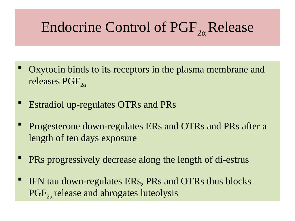 Factors Affecting the Length of Estrus Cycle Dr. - slide 6 of 17