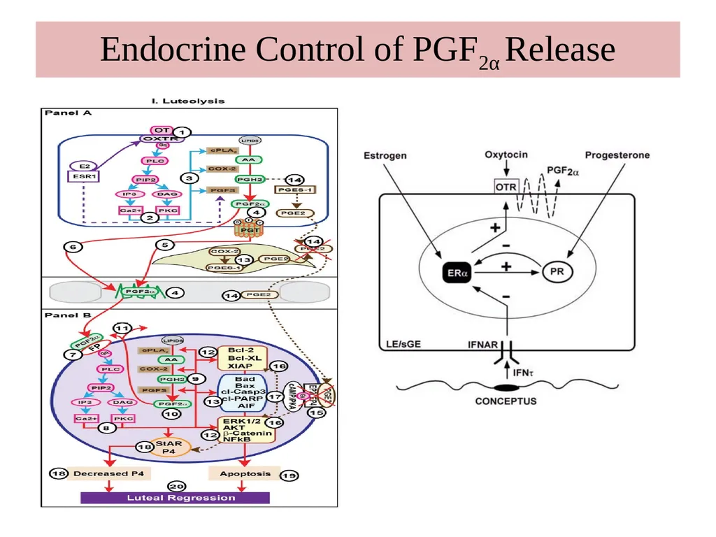 Factors Affecting the Length of Estrus Cycle Dr. - slide 7 of 17