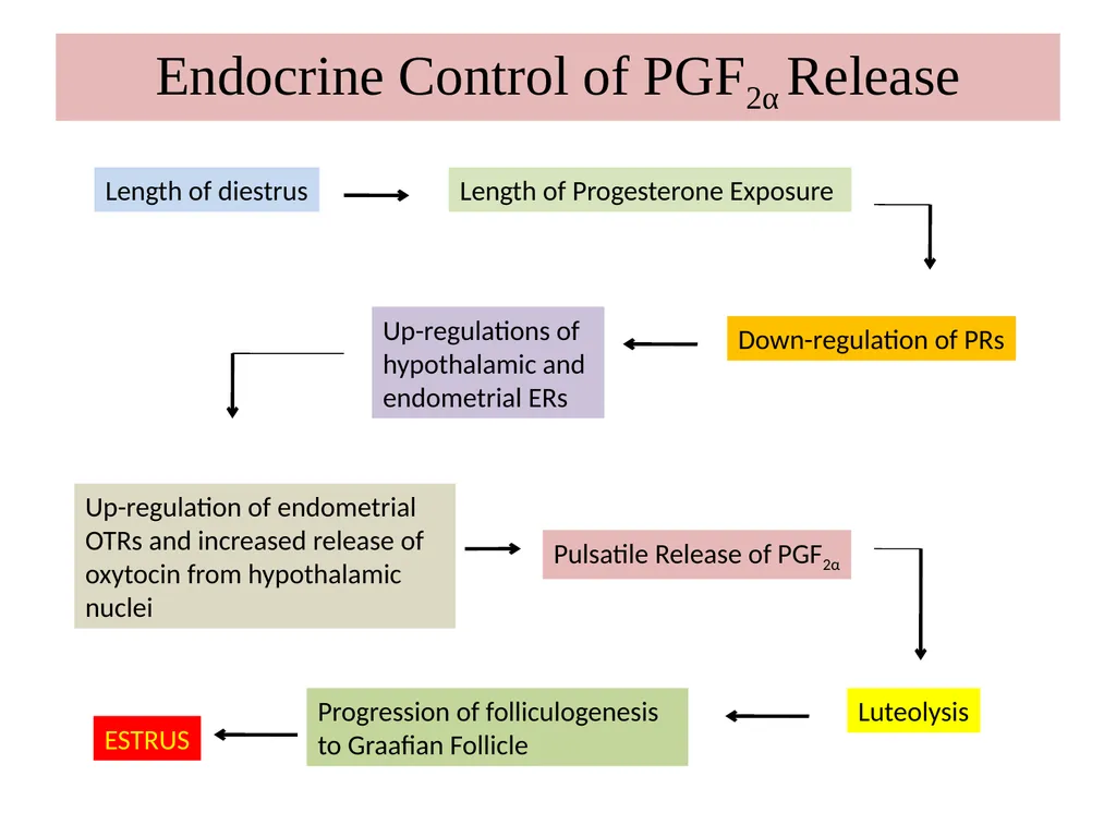 Factors Affecting the Length of Estrus Cycle Dr. - slide 8 of 17