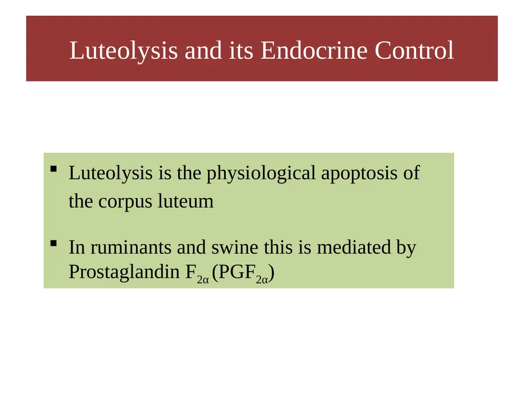 Factors Affecting the Length of Estrus Cycle Dr. - slide 4 of 17