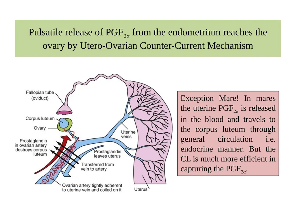 Factors Affecting the Length of Estrus Cycle Dr. - slide 5 of 17