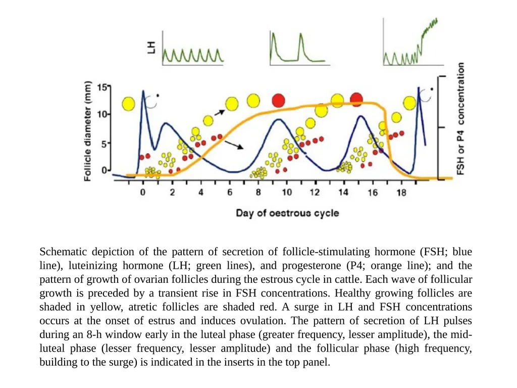 Factors Affecting the Length of Estrus Cycle Dr. - slide 14 of 17