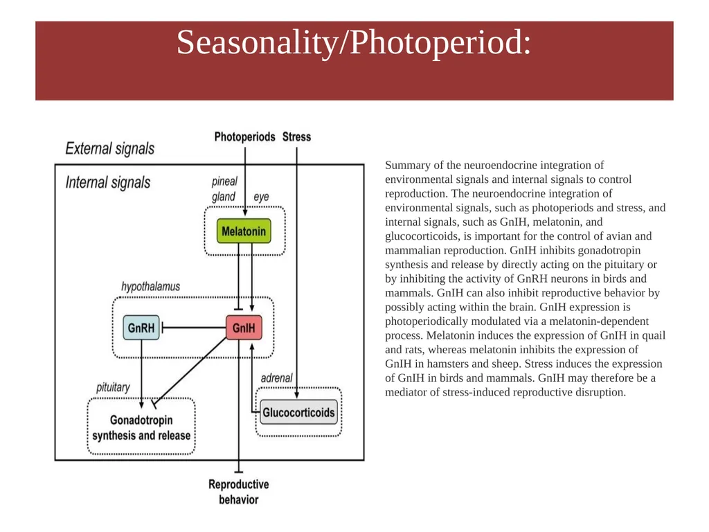 Factors Affecting the Length of Estrus Cycle Dr. - slide 15 of 17