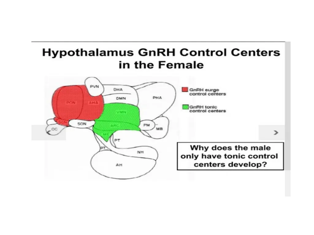 Factors Affecting the Length of Estrus Cycle Dr. - slide 12 of 17