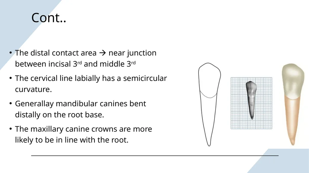 The Permanent Canines: Maxillary and Mandibular - slide 28 of 36