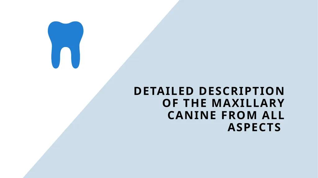 The Permanent Canines: Maxillary and Mandibular - slide 8 of 36