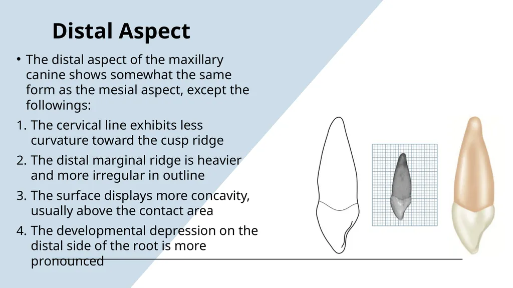 The Permanent Canines: Maxillary and Mandibular - slide 19 of 36