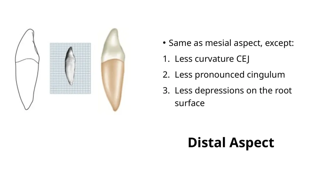 The Permanent Canines: Maxillary and Mandibular - slide 33 of 36