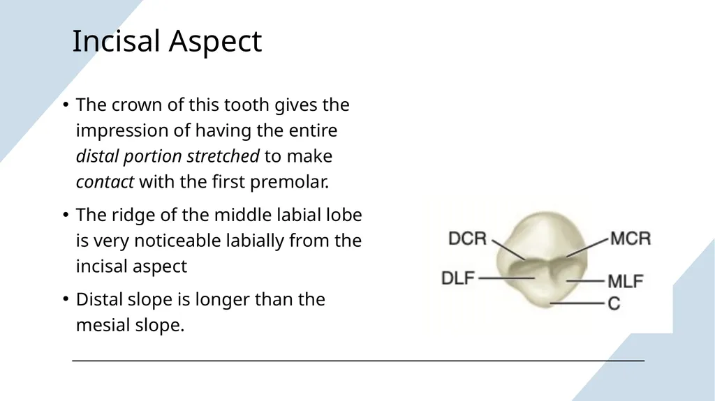 The Permanent Canines: Maxillary and Mandibular - slide 21 of 36