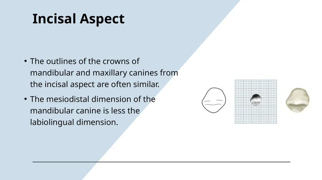 The Permanent Canines: Maxillary and Mandibular - slide 34 of 36