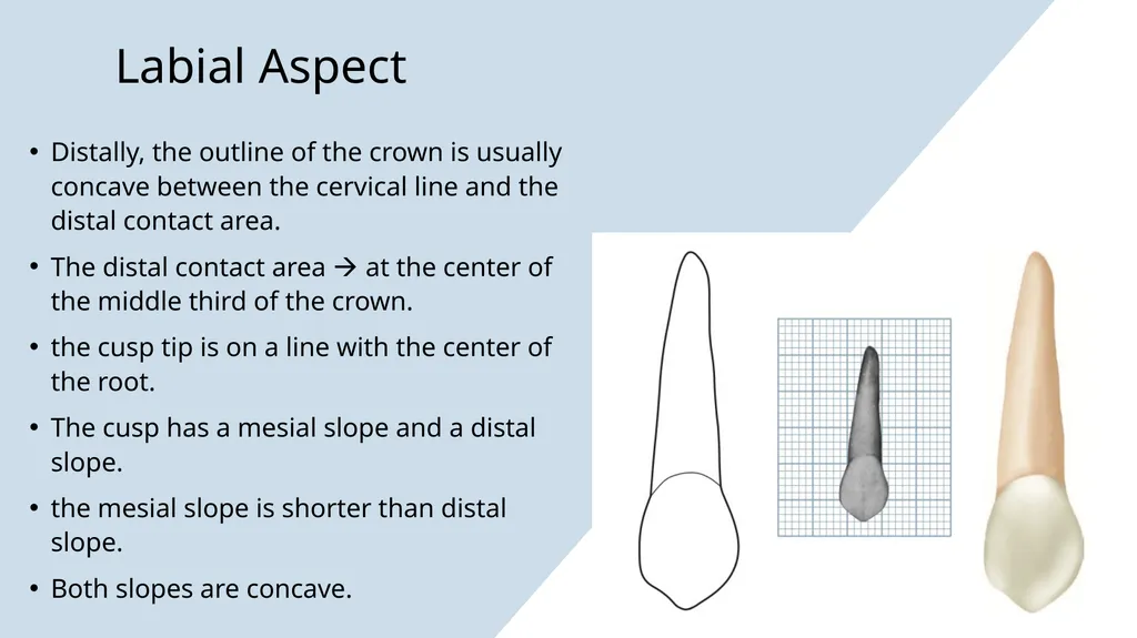 The Permanent Canines: Maxillary and Mandibular - slide 10 of 36