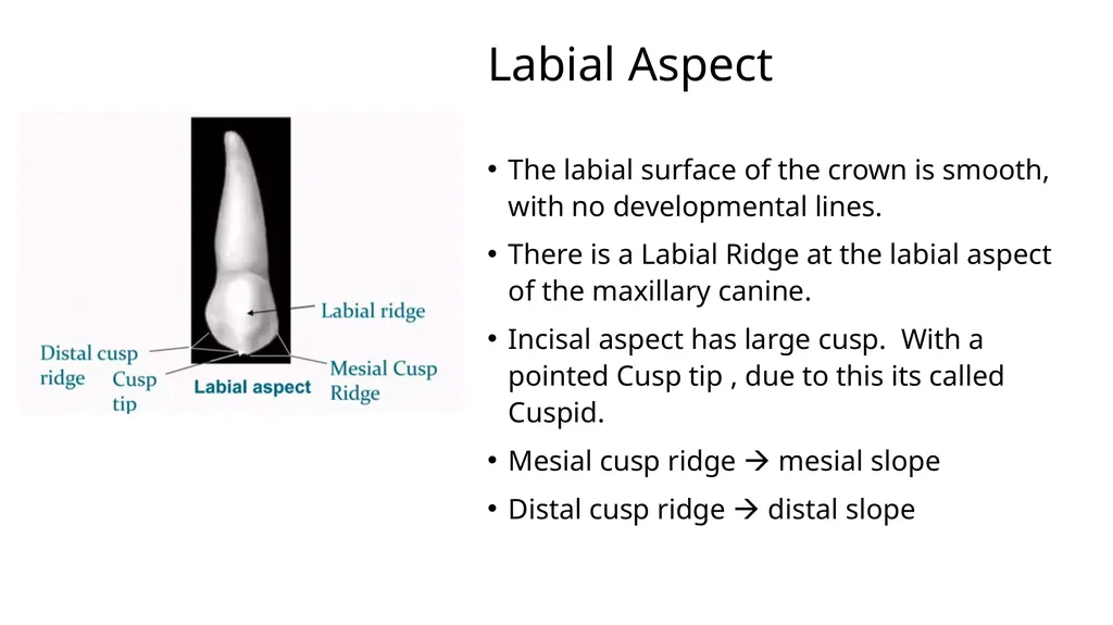 The Permanent Canines: Maxillary and Mandibular - slide 11 of 36