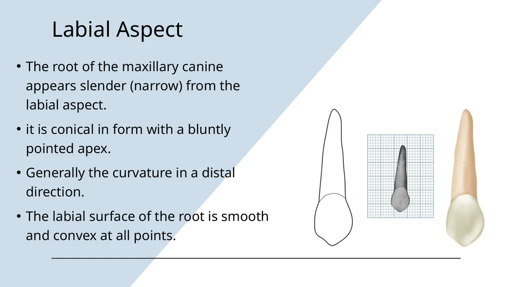 The Permanent Canines: Maxillary and Mandibular - slide 13 of 36