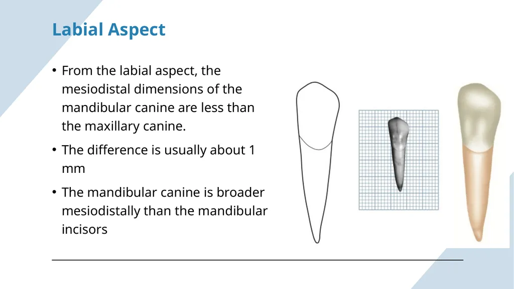 The Permanent Canines: Maxillary and Mandibular - slide 26 of 36
