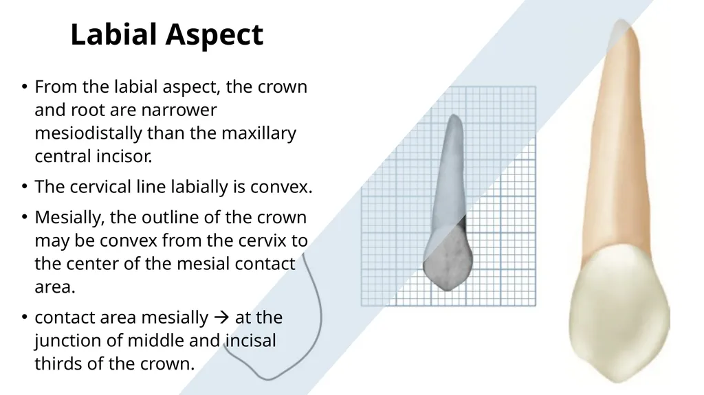 The Permanent Canines: Maxillary and Mandibular - slide 9 of 36