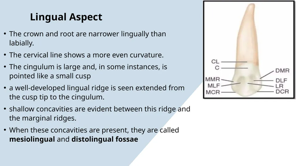 The Permanent Canines: Maxillary and Mandibular - slide 14 of 36