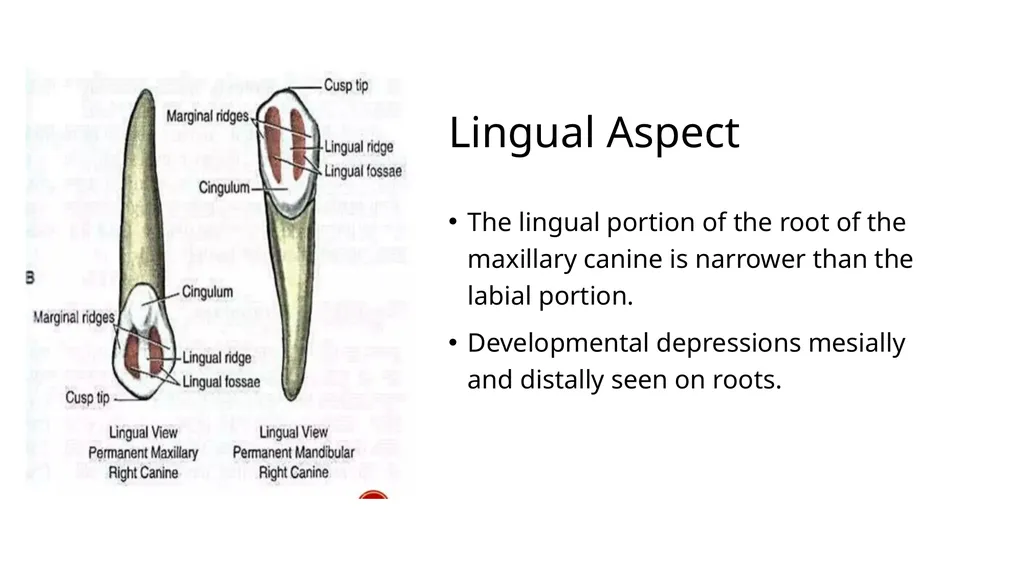 The Permanent Canines: Maxillary and Mandibular - slide 15 of 36