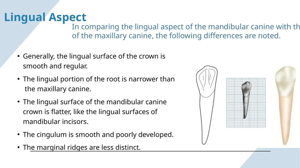 The Permanent Canines: Maxillary and Mandibular - slide 30 of 36