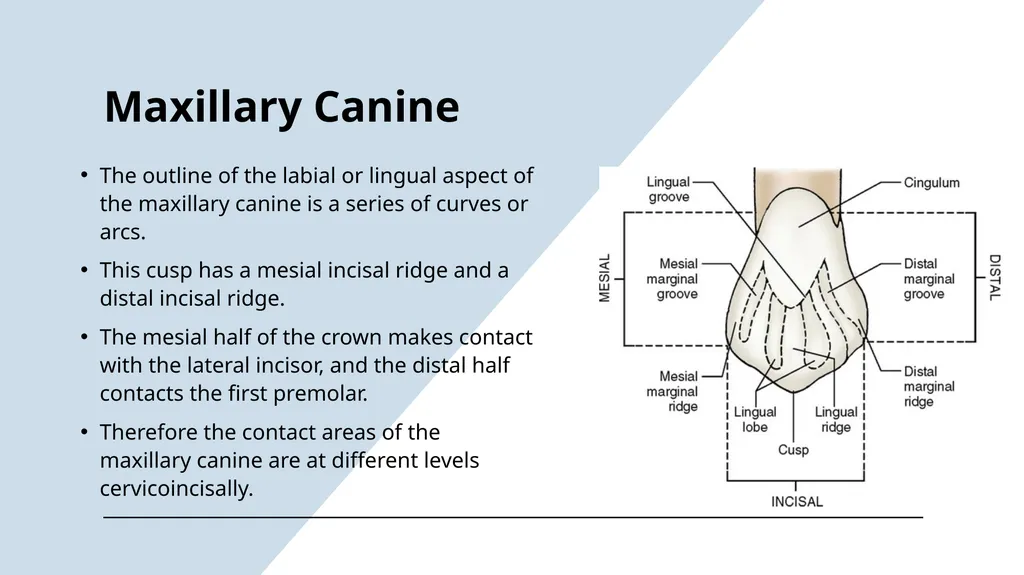 The Permanent Canines: Maxillary and Mandibular - slide 6 of 36