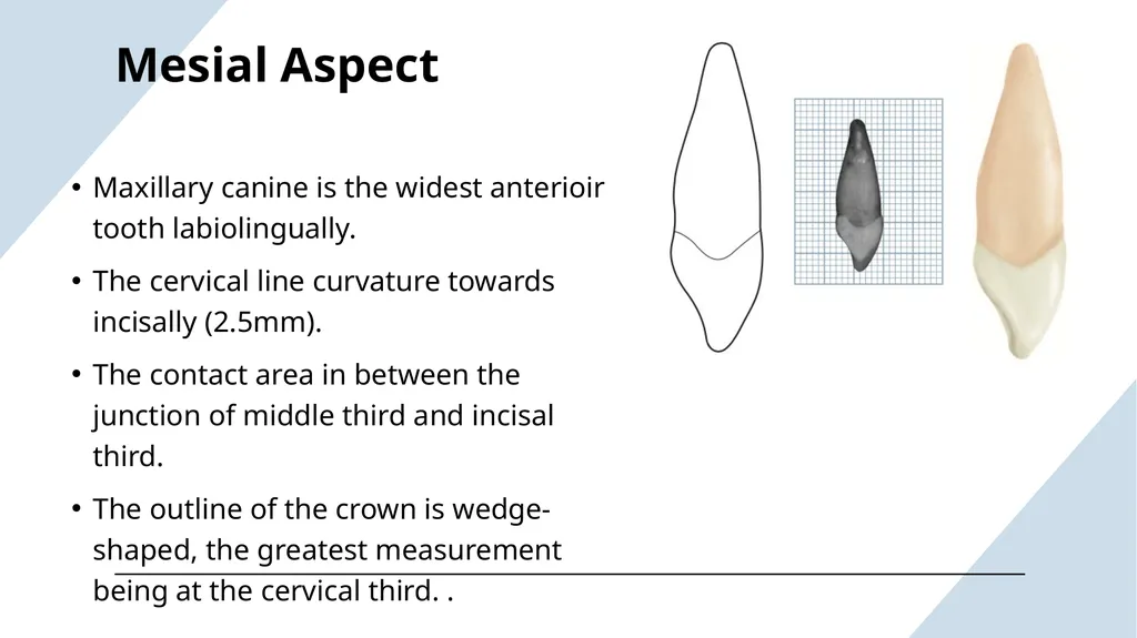 The Permanent Canines: Maxillary and Mandibular - slide 16 of 36