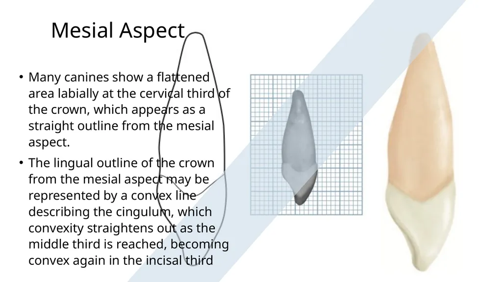 The Permanent Canines: Maxillary and Mandibular - slide 17 of 36
