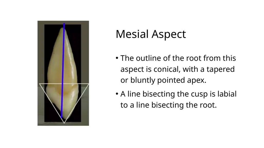 The Permanent Canines: Maxillary and Mandibular - slide 18 of 36