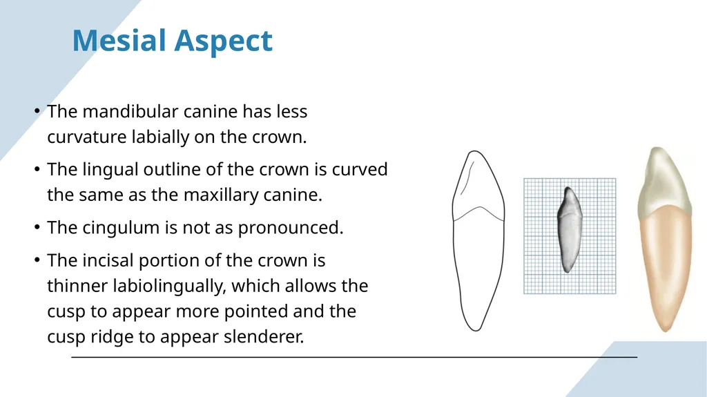 The Permanent Canines: Maxillary and Mandibular - slide 31 of 36