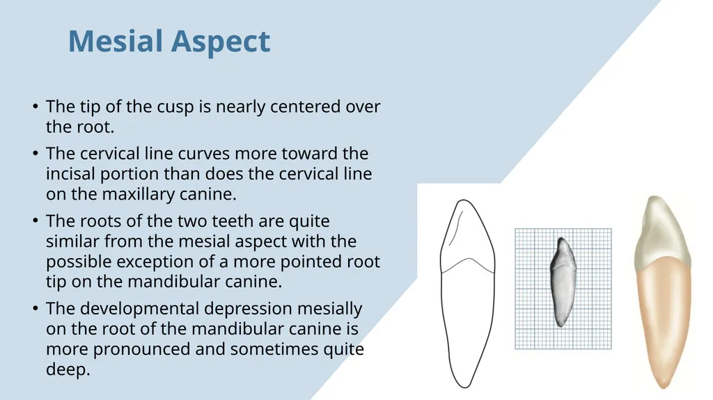 The Permanent Canines: Maxillary and Mandibular - slide 32 of 36