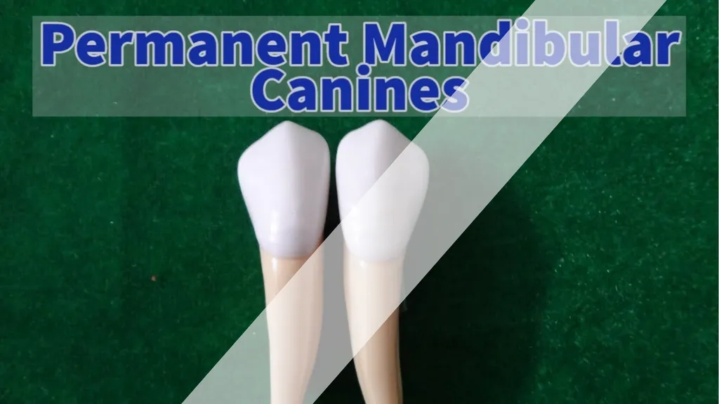 The Permanent Canines: Maxillary and Mandibular - slide 22 of 36