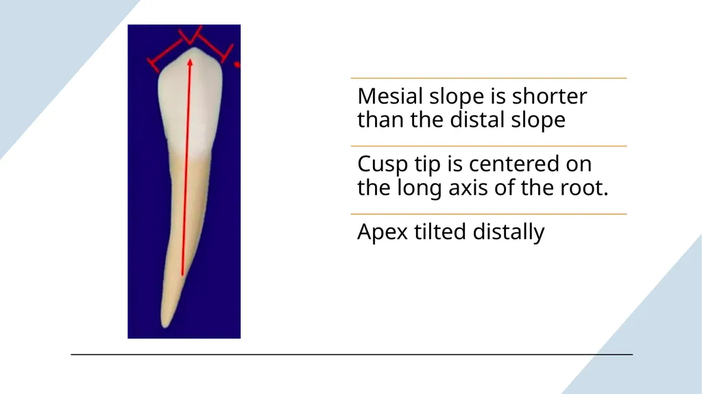 The Permanent Canines: Maxillary and Mandibular - slide 29 of 36